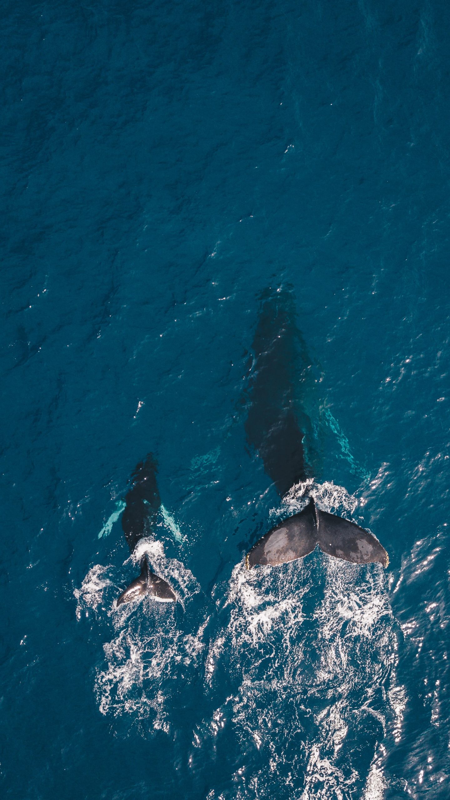 Photo par guille pozzi two black whales swimming in body of water